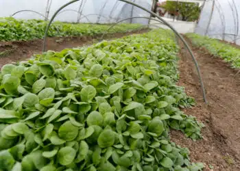 В тези случаи е по-добре да изхвърлите разсада – ще разруши цялата реколта