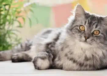 Коткатата ви се дразни на непознати: защо се случва това?