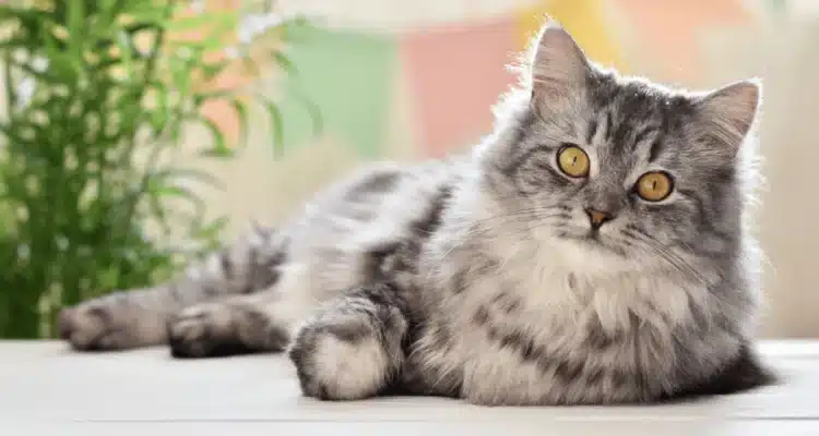 Коткатата ви се дразни на непознати: защо се случва това?