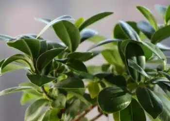 Те няма да растат и цъфтят: кои стайни цветя не трябва да се поставят едно до друго