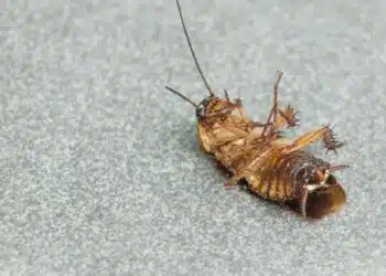 Как бързо да се отървете от хлебарки: прост капан без химикали