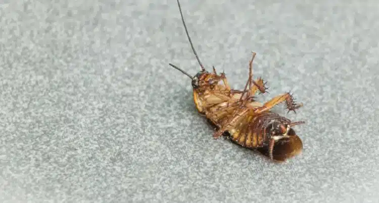 Как бързо да се отървете от хлебарки: прост капан без химикали