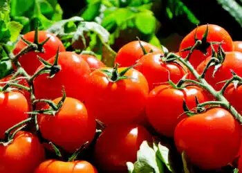 Какво добавят опитни градинари към почвата при засяване на домати: няма нужда да ги подхранвате
