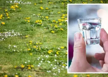 Как опитни цветари използват водка: ще се изненадате от неочакваните ползи