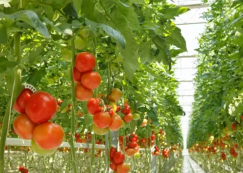Кога да засадите разсада от домати в оранжерия: ето ги най-добрите дати