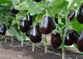 Как да отглеждаме големи и месести патладжани: опитни агрономи разкриха своите тайни