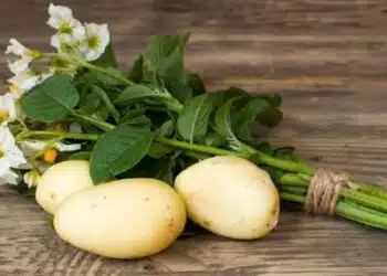 Разсадът на тези растения е по-добре да се купува, от колкото да го правите сами