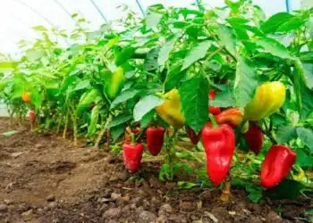 Тайни торове за чушки – увеличете добива 3-4 пъти: съседите ще ревнуват