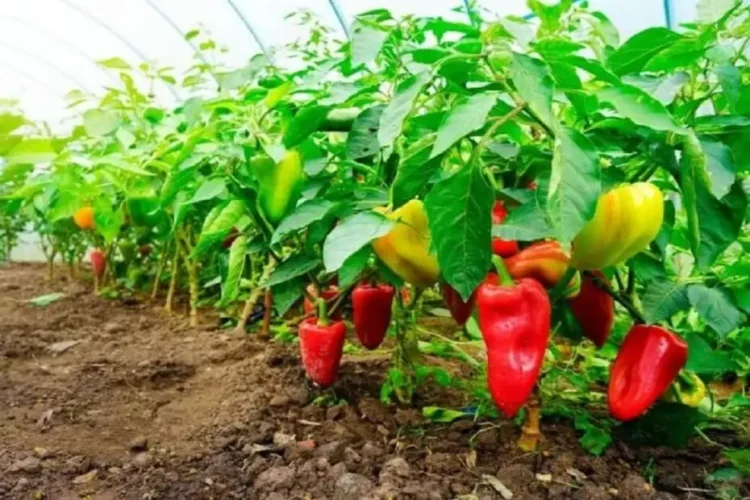 Опашка за семена: Този сорт пипер няма да остави дори мързеливите без богата реколта