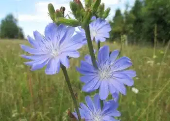 Цикория – да пиете или да не пиете? Колко е полезно и безопасно?