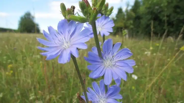 Цикория – да пиете или да не пиете? Колко е полезно и безопасно?