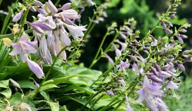 Как да украсите градина с минимални усилия: 5 красиви растения, които не изискват специални грижи