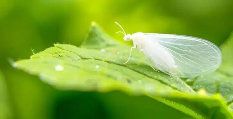 Как да се борим с белокрилката по растенията: полезни съвети