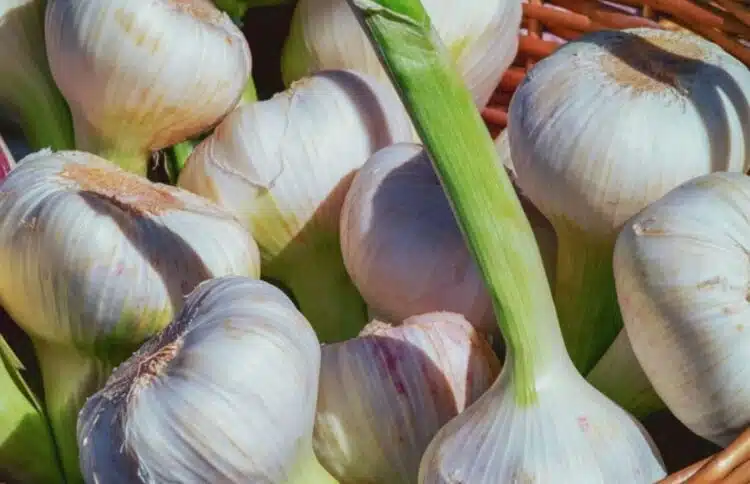Кога да прибирате реколтата от чесън: кой месец е най-подходящ за това