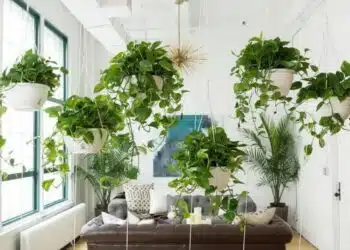 Забравете за климатика: цветя, които напълно и естествено освежават вашия дом всеки ден