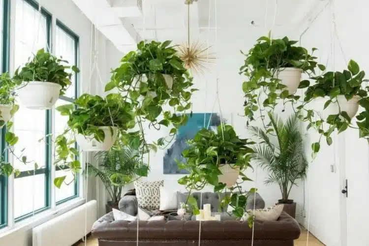 Забравете за климатика: цветя, които напълно и естествено освежават вашия дом всеки ден