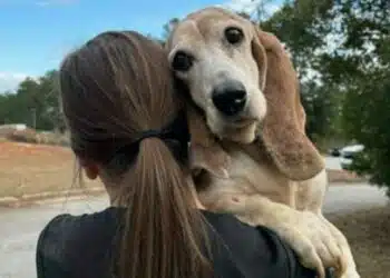 Герой: Изоставено куче спаси 38 други животни, а след това самото то бе осиновено