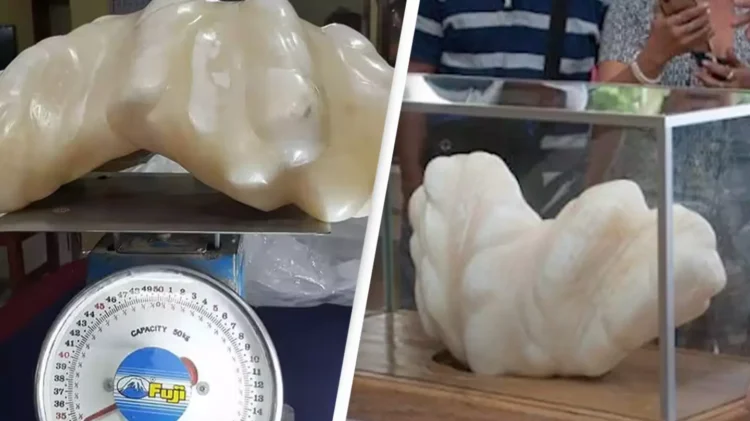 Мъж държа 34-килограмова перла под леглото си в продължение на 10 години, без да осъзнава колко струва