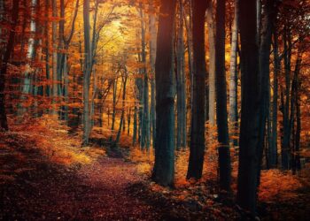 4 знака от зодиака, които ще победят неочакваното тази есен