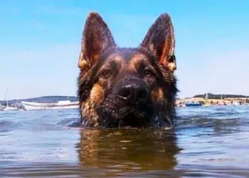 Куче плува 11 часа, за да стигне до брега и да потърси помощ за бедстващия си стопанин