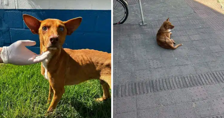 Невероятно куче: 9 дни чака стопанина си в интензивното отделение